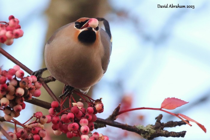Waxwing 