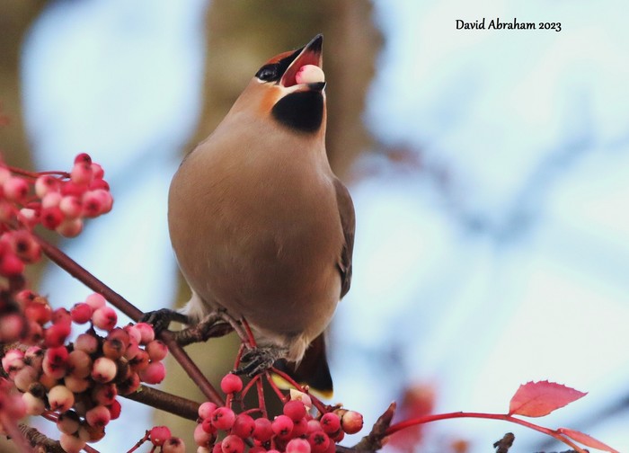 Waxwing 