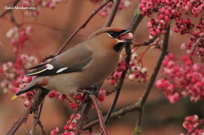 Waxwing 