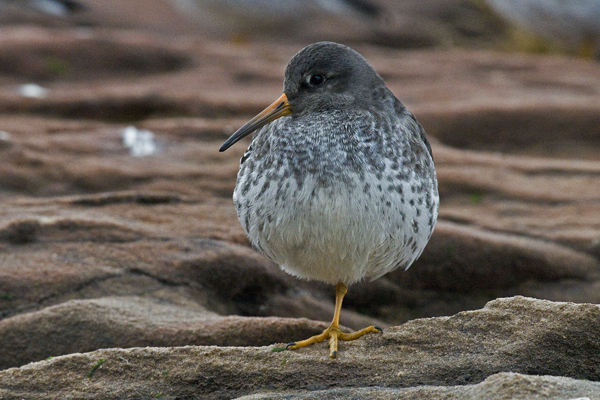 Purple Sandpiper