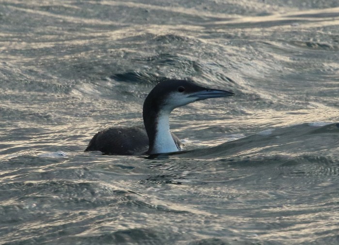 Black-throated Diver