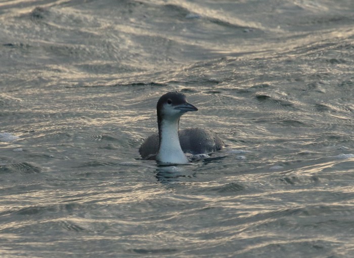 Black-throated Diver