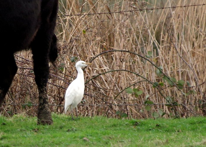 Cattle Egret