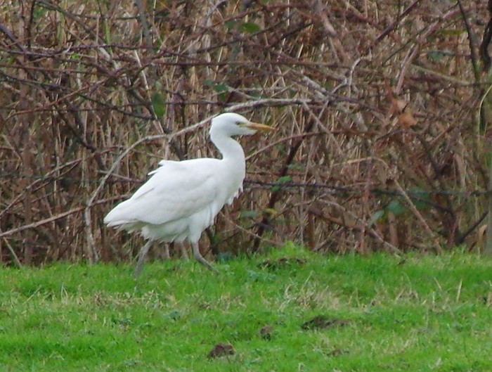 Cattle Egret