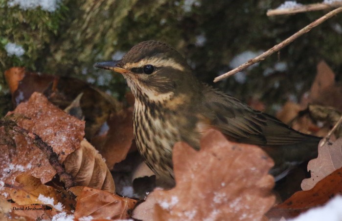 Redwing 