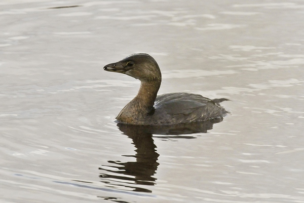Pied-billed Grebe