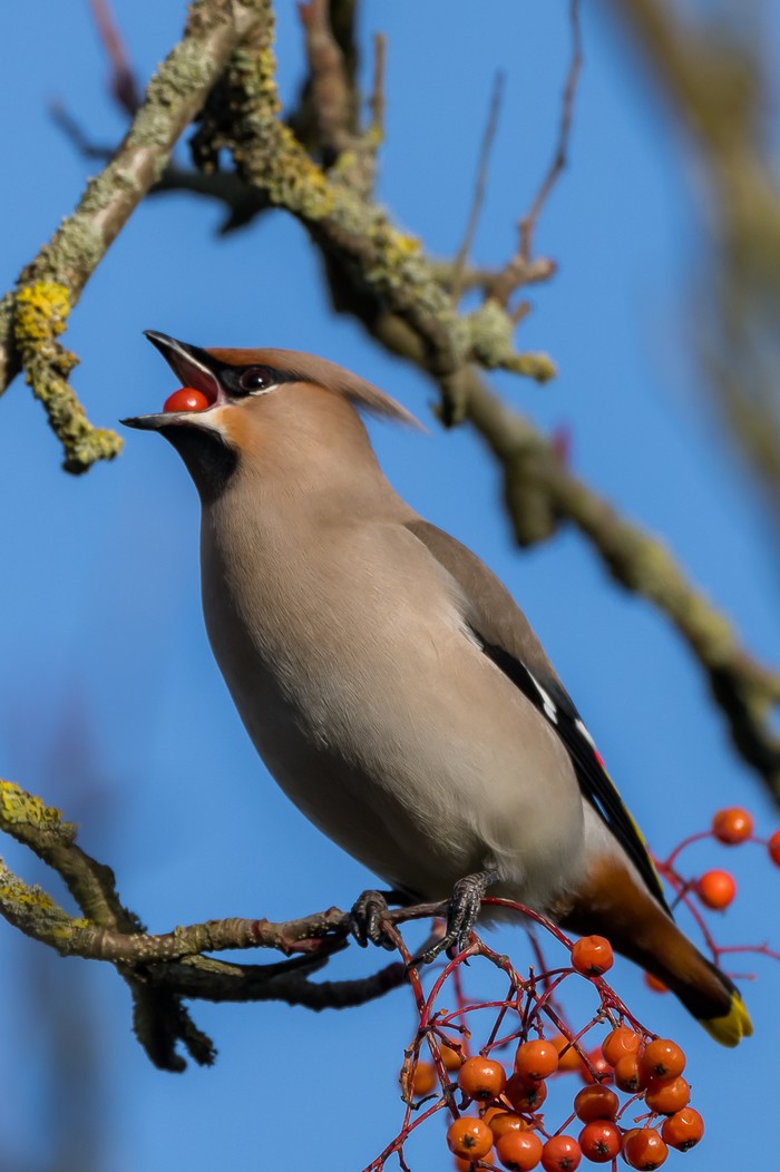 Waxwing