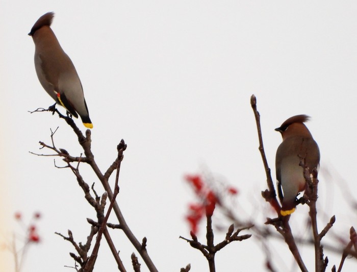 Waxwing