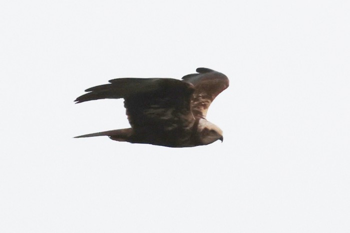 Marsh Harrier
