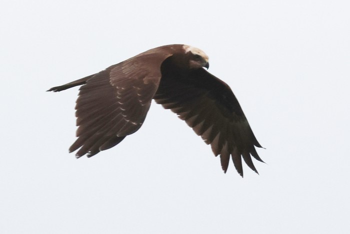 Marsh Harrier