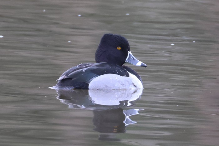 Ring-necked Duck