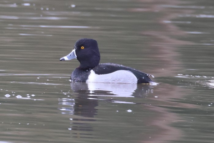 Ring-necked Duck