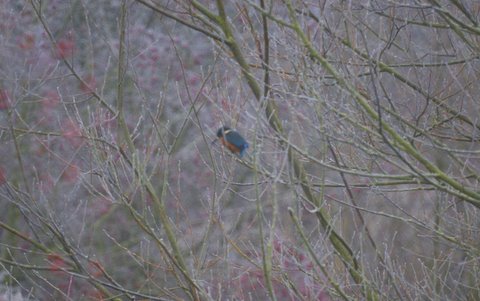 Kingfisher