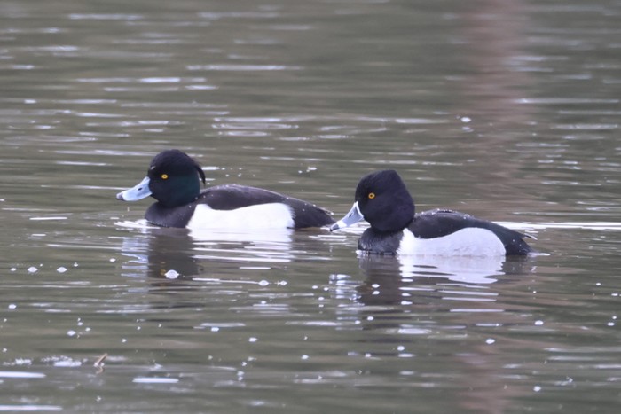 Ring-necked Duck