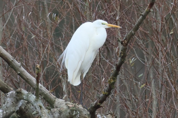 Great White Egret