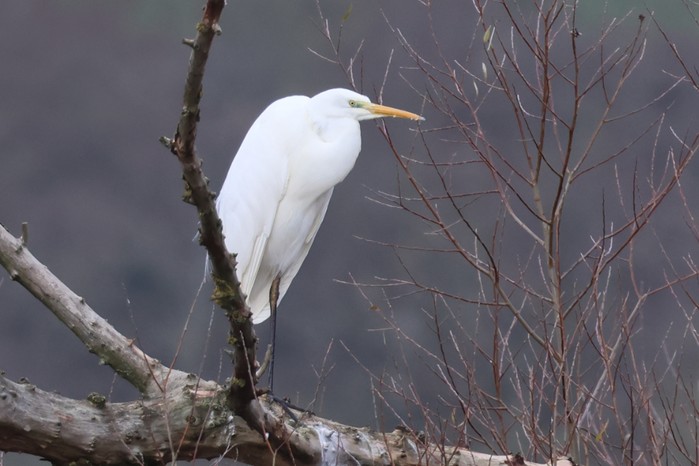 Great White Egret