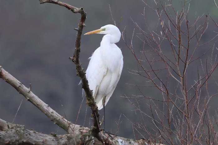 Great White Egret