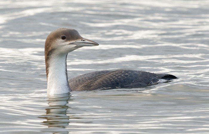 Black-throated Diver