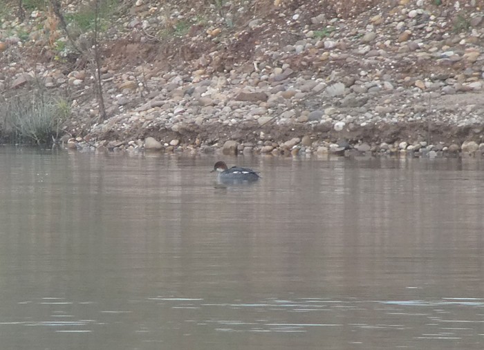 Smew