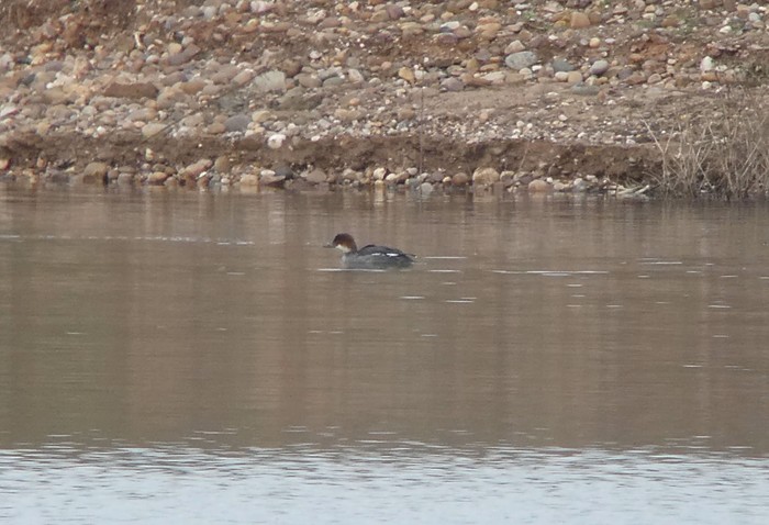 Smew