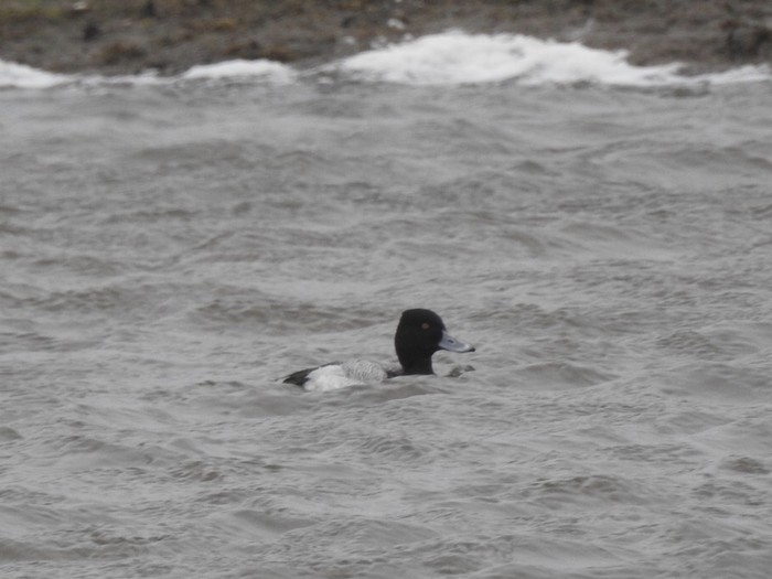Lesser Scaup
