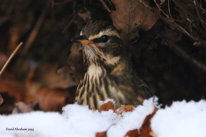 Redwing 