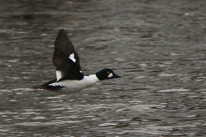 Goldeneye 