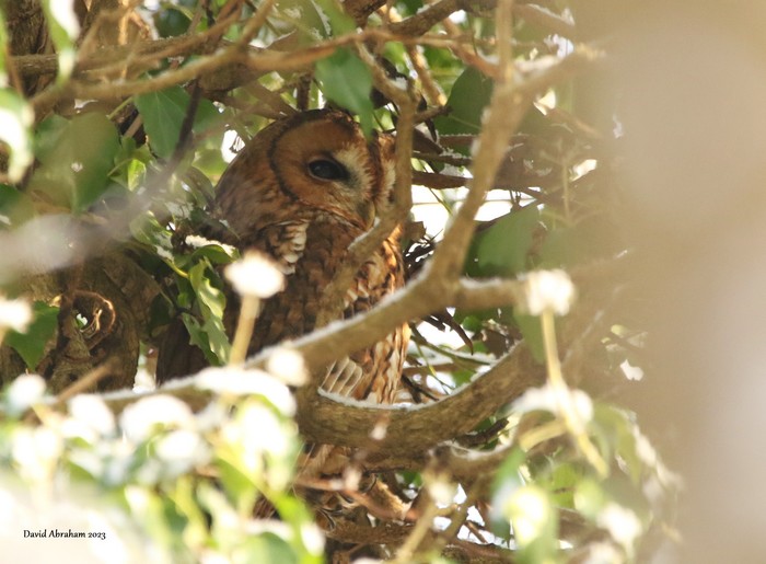 Tawny Owl 