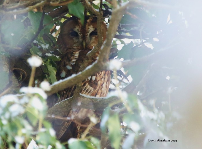 Tawny Owl