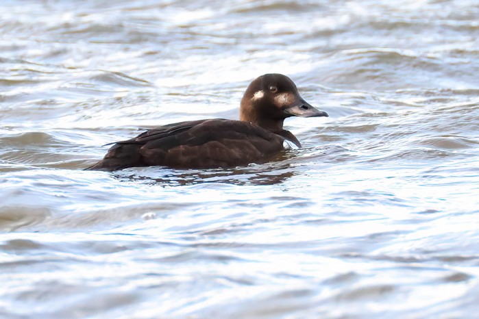 Velvet Scoter