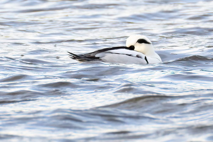 Smew