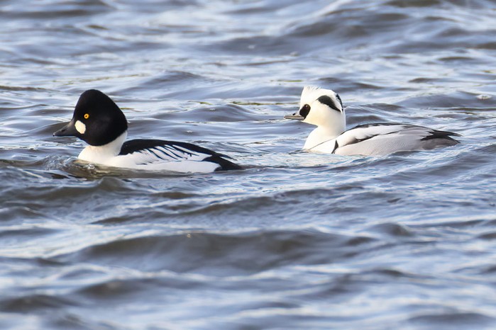 Smew