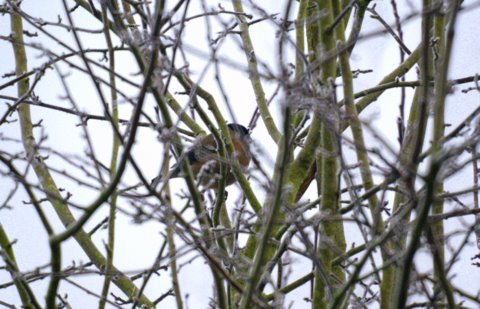 Bullfinch