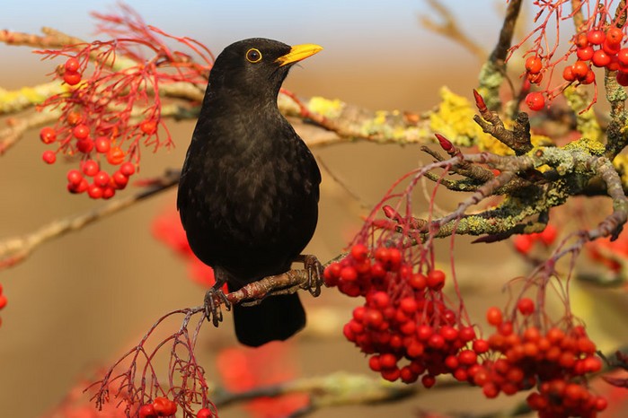 Blackbird