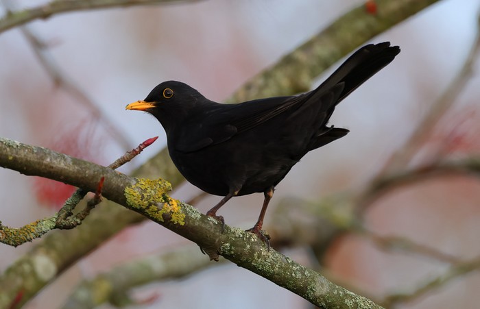 Blackbird