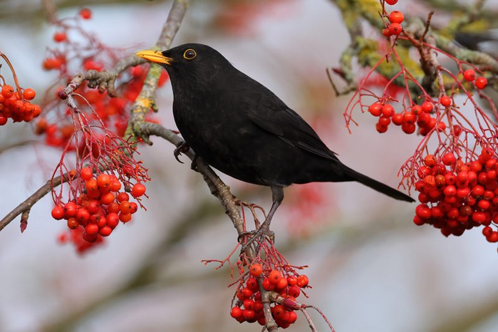 Blackbird
