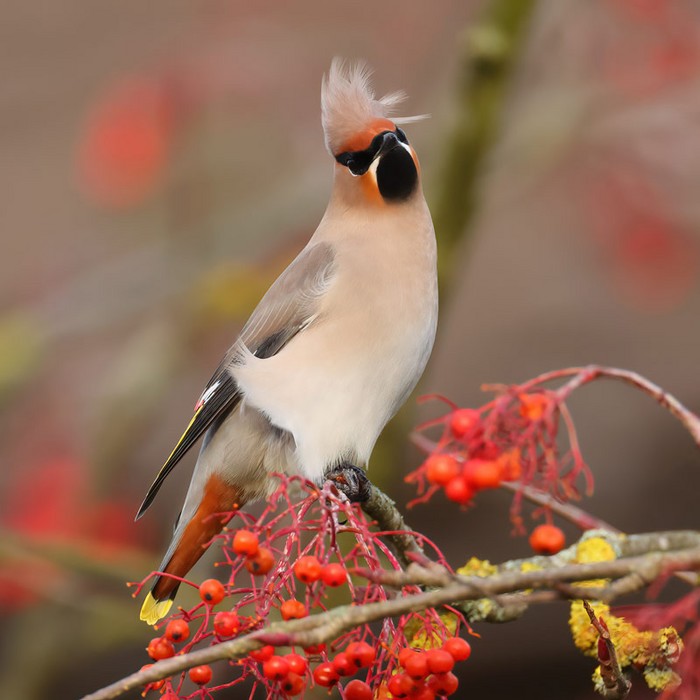 Waxwing