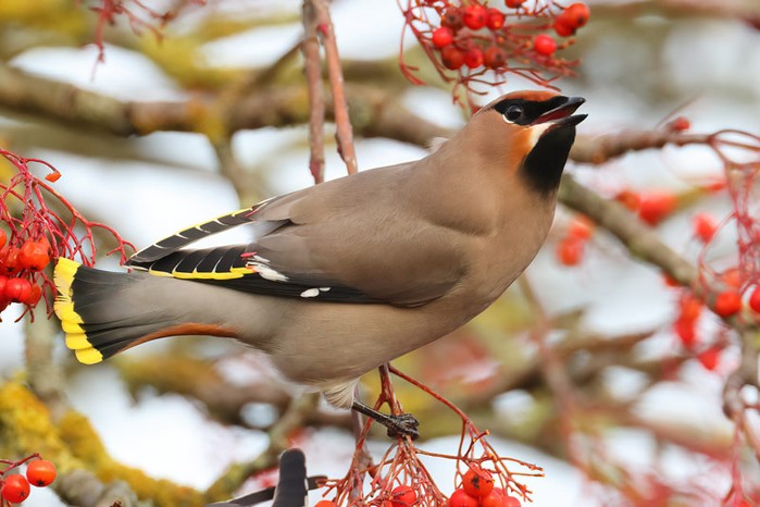Waxwing