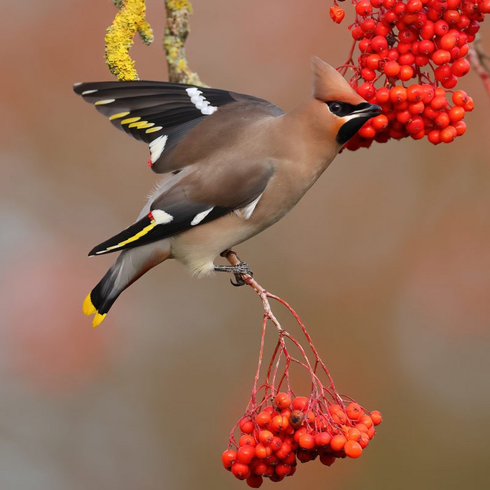 Waxwing