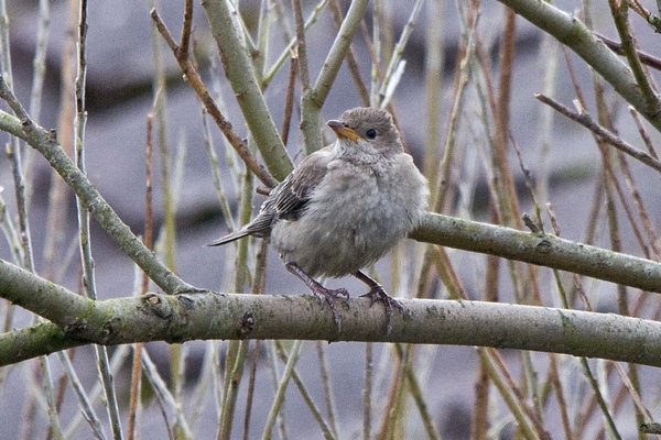 Rose-coloured Starling