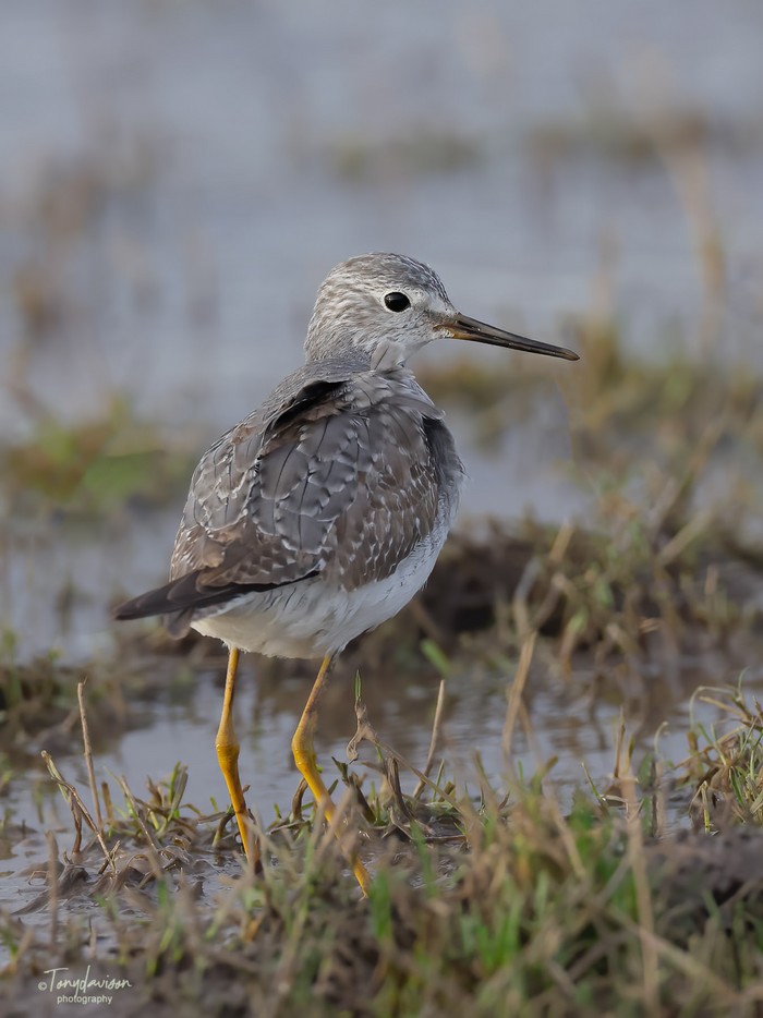 Lesser Yellowlegs