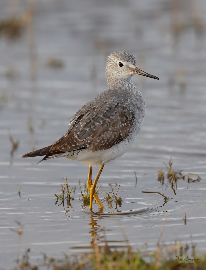 Lesser Yellowlegs