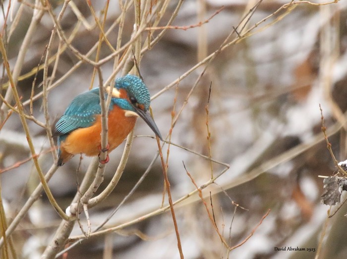 Kingfisher 