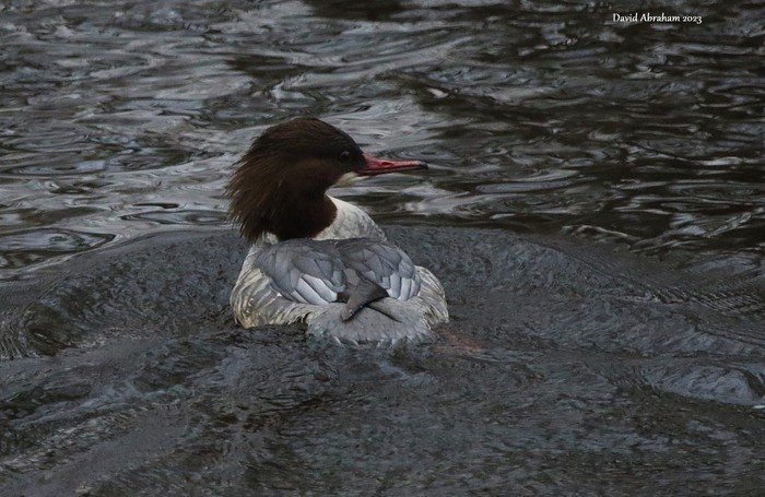Goosander
