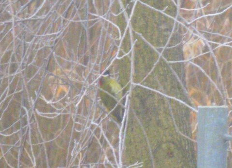 Green Woodpecker