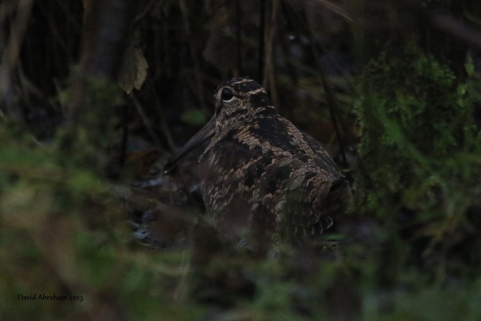 Woodcock 