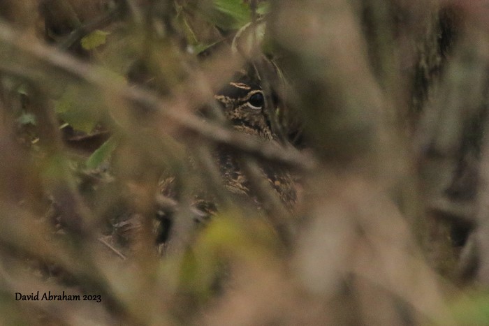 Woodcock 