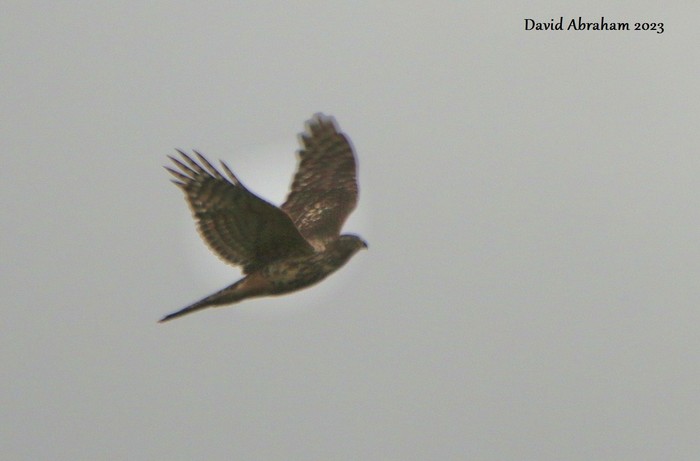 Goshawk 