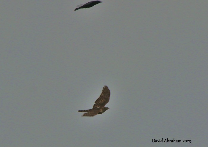 Goshawk 