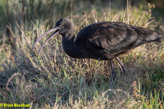 Glossy Ibis